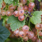 Pink Champagne Currant Plant