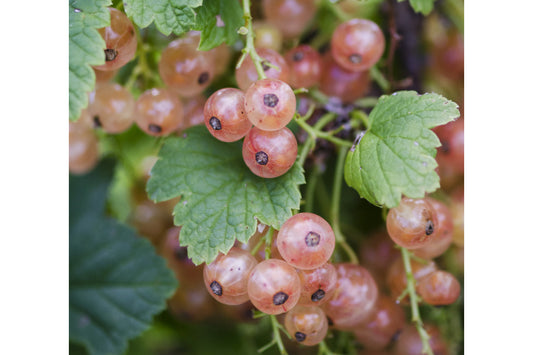 Pink Champagne Currant Plant