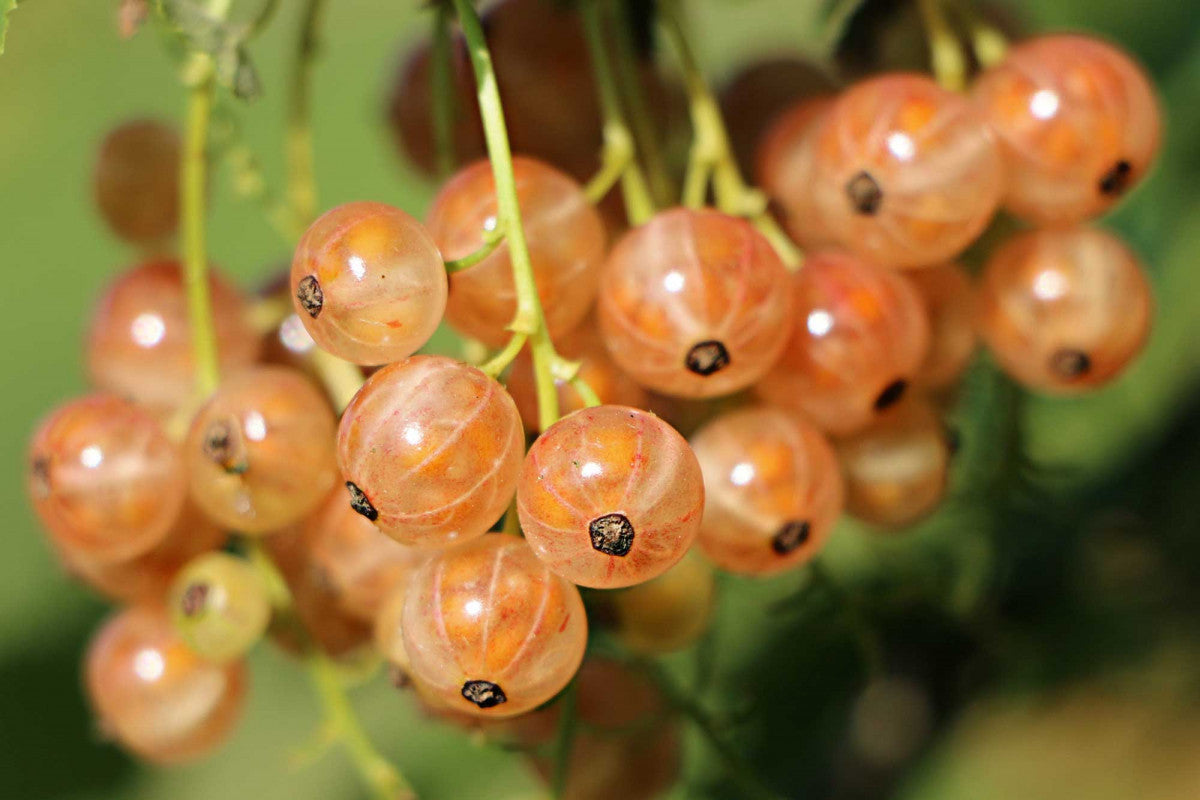 Pink Champagne Currant Plant