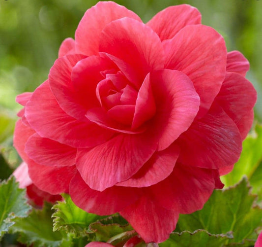 Pink Double Camellia Begonia