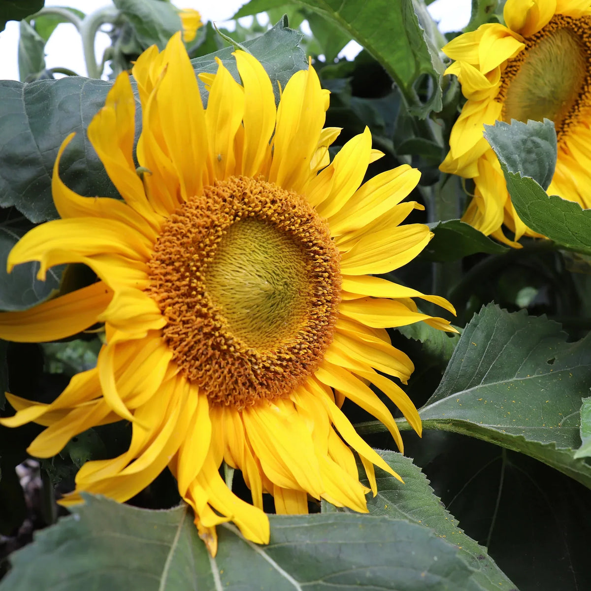 Dwarf Sunspot Sunflower – EVERGREEN
