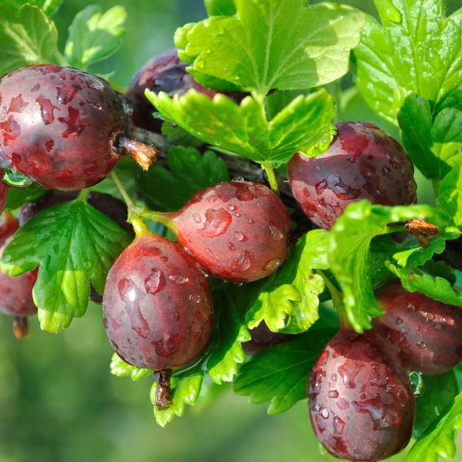 Hinnomaki Red Gooseberry Plant