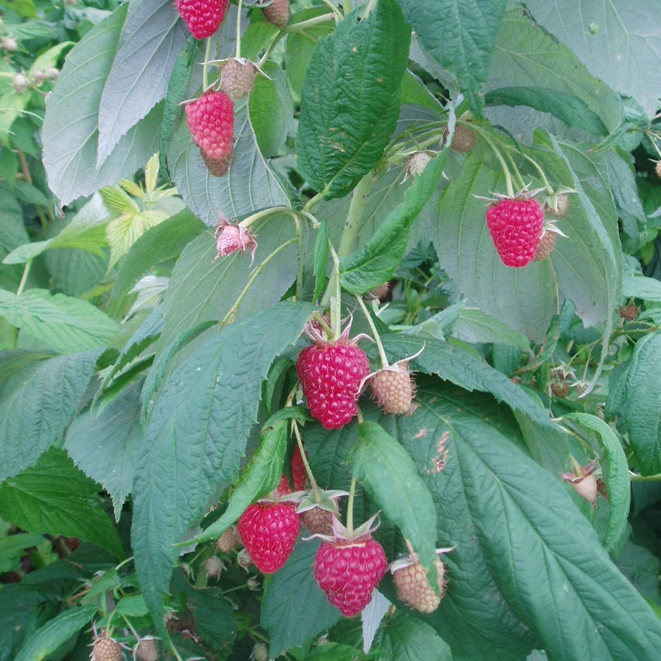 Polka Fall Fruiting Season Raspberry Plants – EVERGREEN