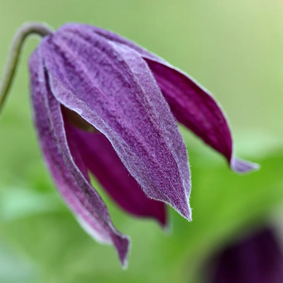 Koreana Brunet Clematis Vine