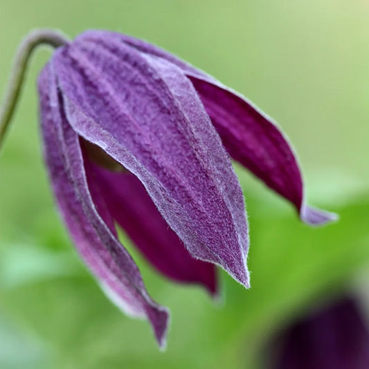 Koreana Brunet Clematis Vine
