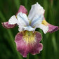 Iris Sibirica Sugar Rush