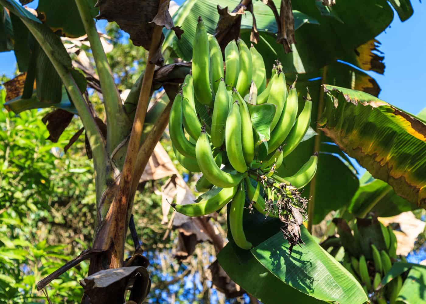 Banana Plant - Bananier