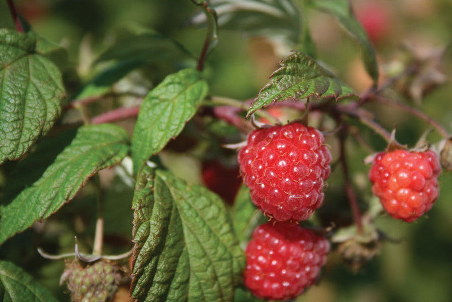 Polana Fall Fruiting Season Raspberry Plants – EVERGREEN