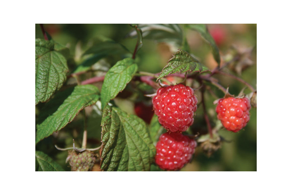 Polana Fall Fruiting Season Raspberry Plants