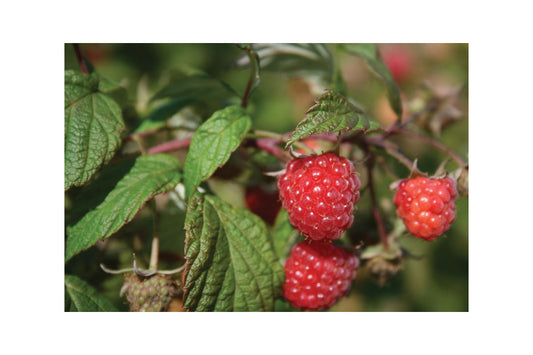 Polana Fall Fruiting Season Raspberry Plants