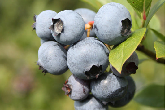 Polaris Early Highbush Blueberry Plant