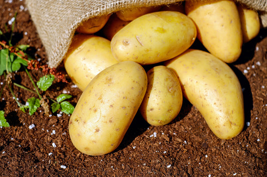 Satina Yellow Skinned Potato