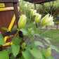 Guernsey Cream Clematis Vine