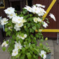 Guernsey Cream Clematis Vine