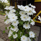 Guernsey Cream Clematis Vine