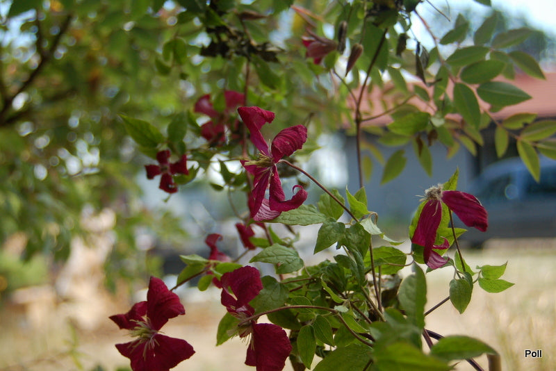 Madame Julia Correvon Clematis Vine
