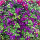 Etoile Violette Clematis Vine