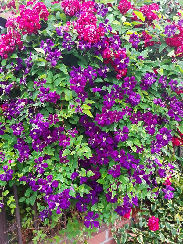 Etoile Violette Clematis Vine