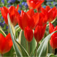 Praestans Unicum Tulip Bulbs