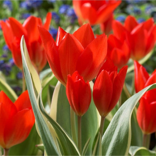 Praestans Unicum Tulip Bulbs
