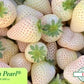 Florida Pearl® June Bearing Strawberry