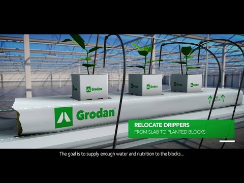 Crop cultivation with rock wool 6 phase model.