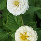 Oklahoma Ivory Zinnia Seeds online shopping