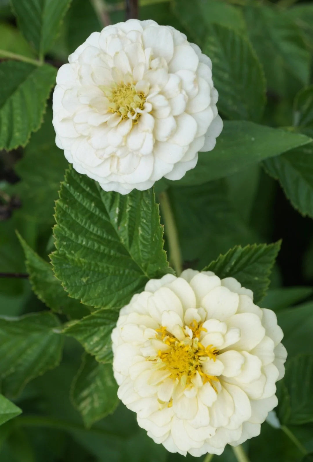 Oklahoma Ivory Zinnia Seeds online shopping