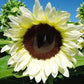 ProCut White Nite F1 Sunflower Seeds online shopping