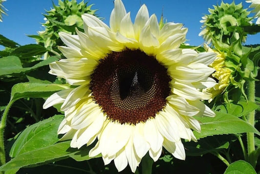 ProCut White Nite F1 Sunflower Seeds online shopping