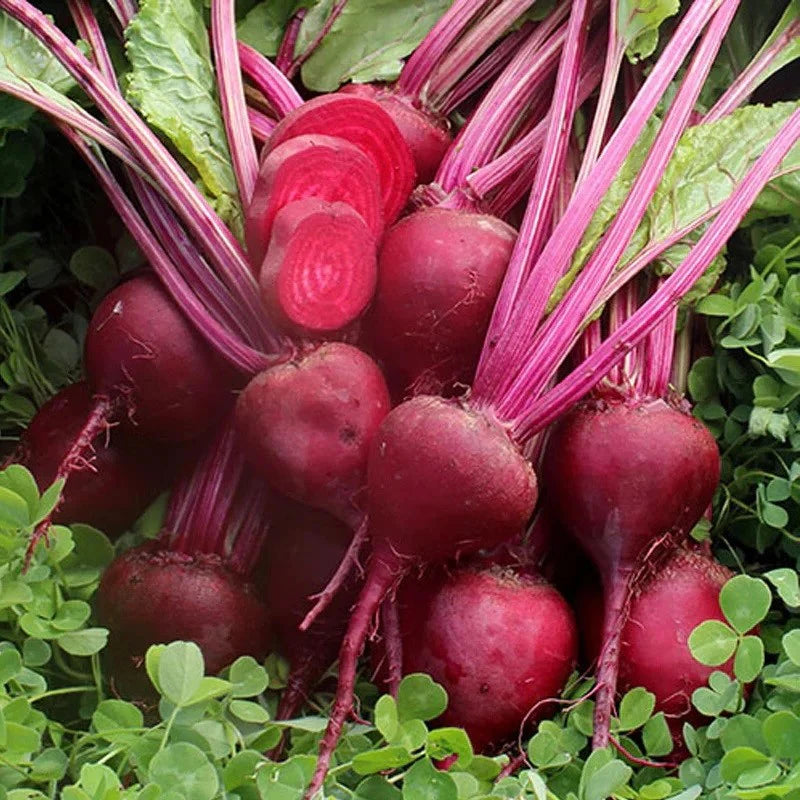 Early Wonder Tall Top Beet Seeds online shopping