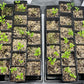 C-22 Bitters Citrange Seed citrus plant material online shopping