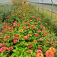 Queeny Lime Red Zinnia Seeds online shopping