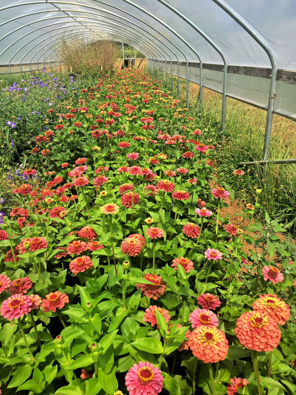 Queeny Lime Red Zinnia Seeds online shopping