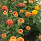 Queeny Lime Orange Zinnia Seeds online shopping