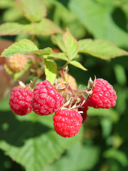 Rubus ‘Souris’ Summer Bearing Raspberry