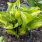 Raspberry Sundae Hosta Plant