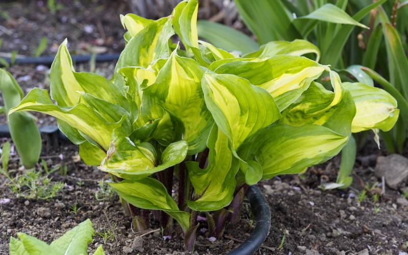 Raspberry Sundae Hosta Plant