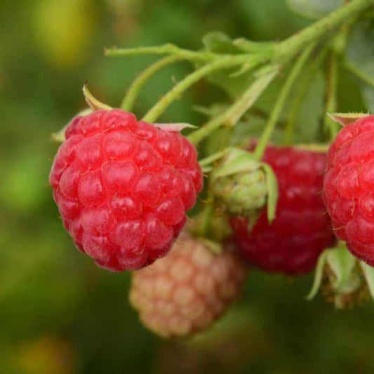 Rubus ‘Killarney’ Summer Bearing Raspberry