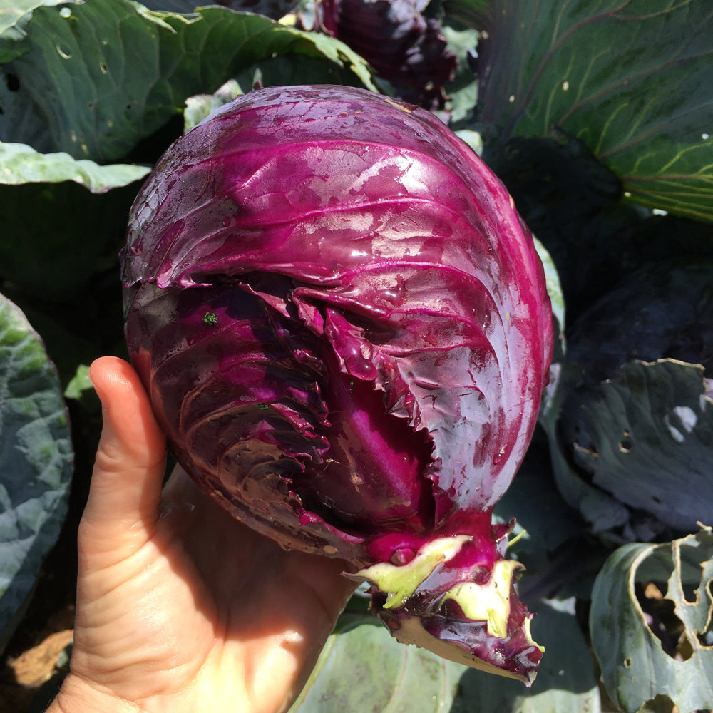 Red Drumhead Cabbage