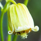 Rehderiana Clematis Vine