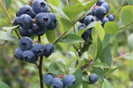 Reka Early Highbush Blueberry Plant