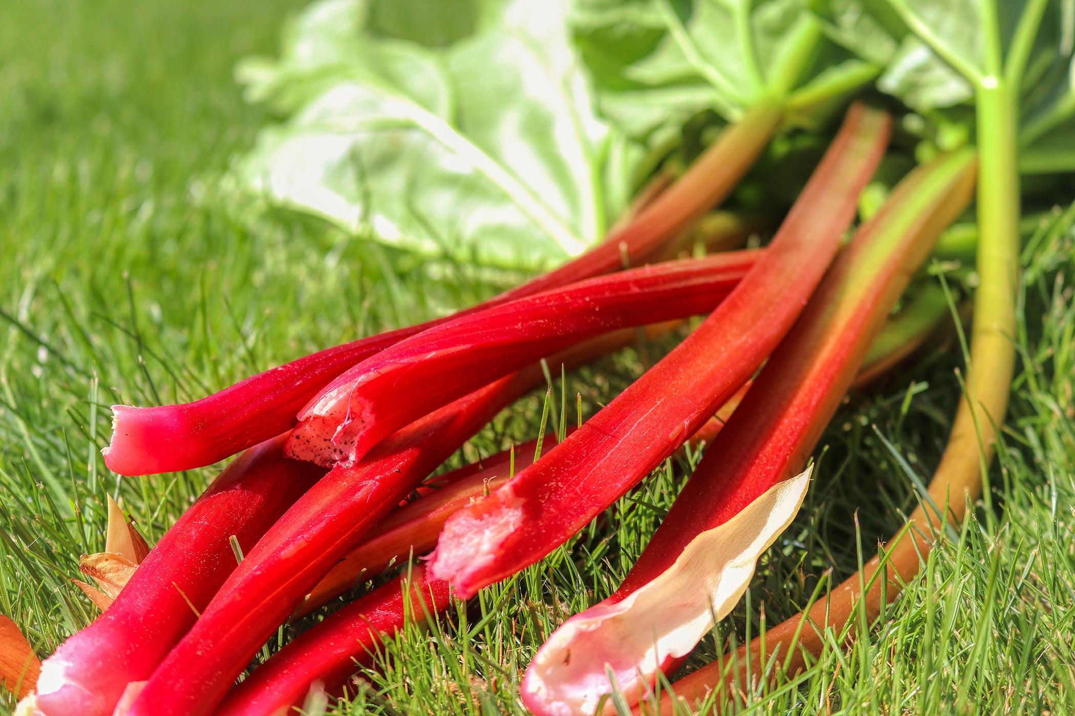 Red Champagne Rhubarb Rheum – EVERGREEN