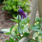 Integrifolia Rooguchi Clematis Vine