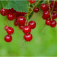 Rovada Currant Plant