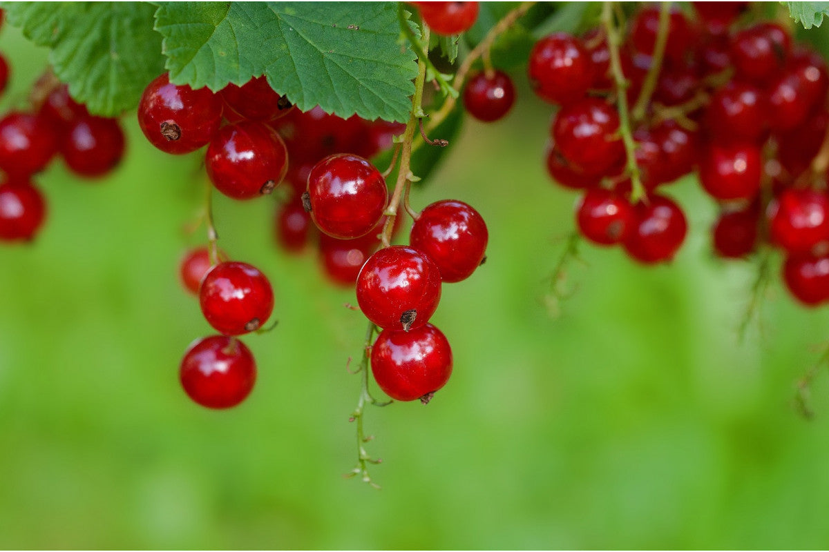 Rovada Currant Plant