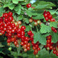 Rovada Currant Plant
