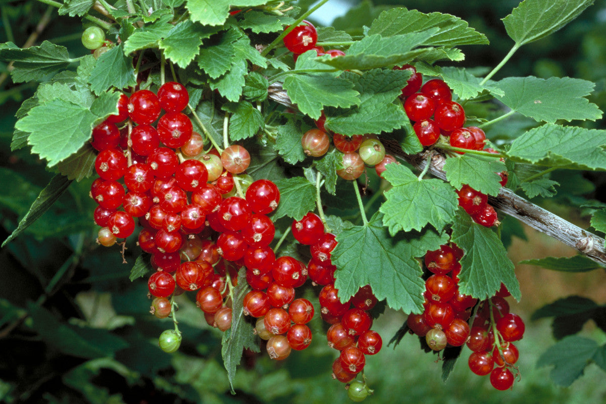 Rovada Currant Plant