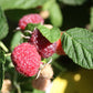 Royalty Purple Raspberry Plant Plants online shopping