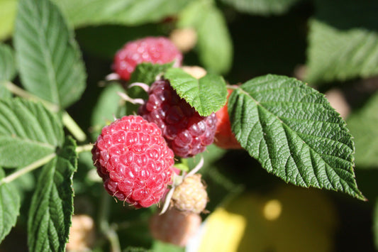 Royalty Purple Raspberry Plants